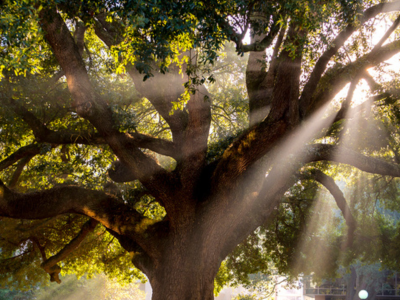 Light streams through the branches of a Live Oak 