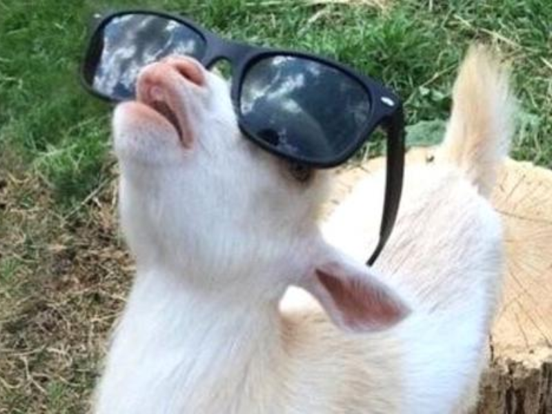 goat with sunglasses